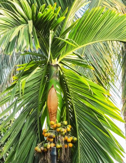 Arecanut Plantation